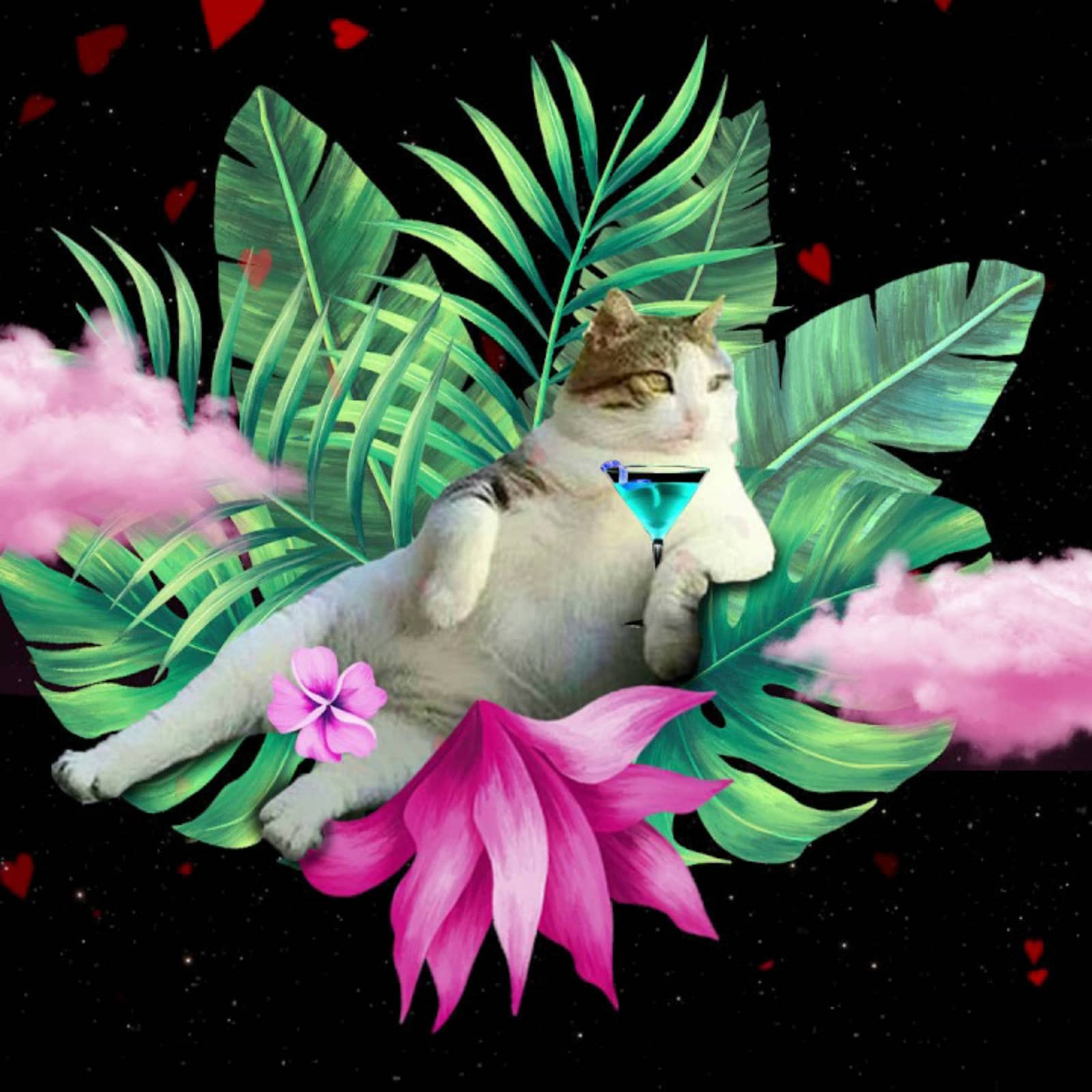 Transleiteris — Kaķis